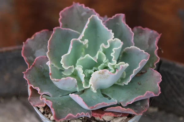 Echeveria 'Blue Waves'
