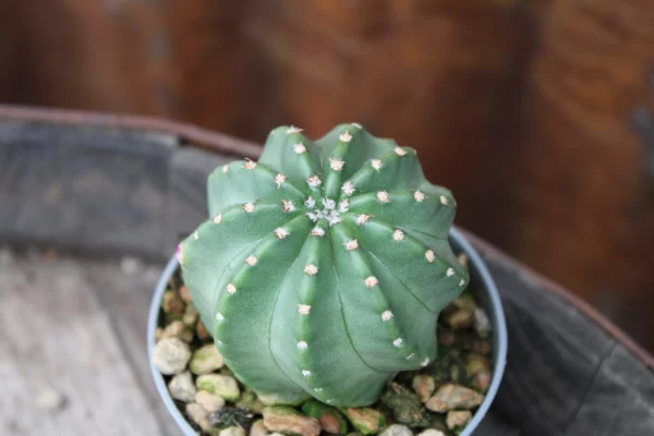 Echinocereus pulchellus