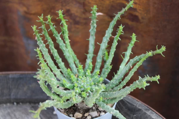 Euphorbia flanaganii