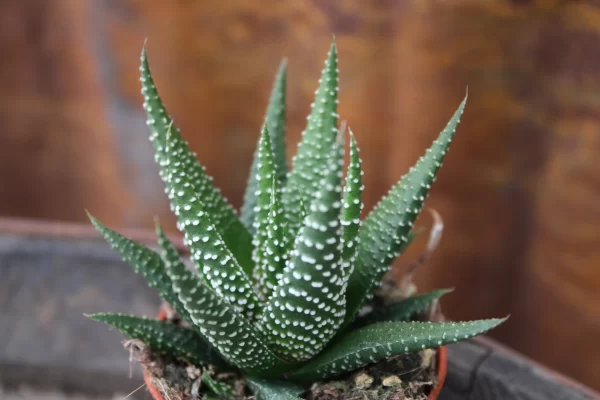 Haworthia 'Universe'