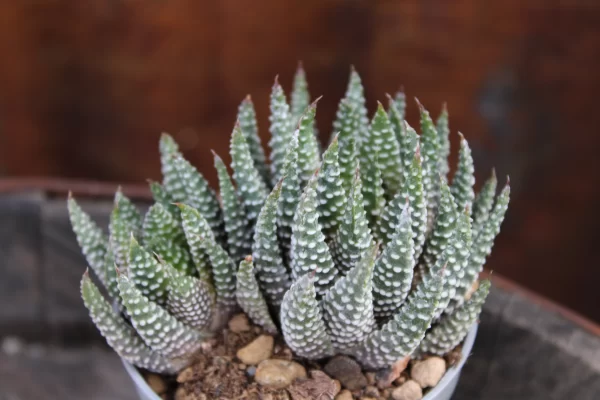 Haworthia papillosa 'Von Albert'
