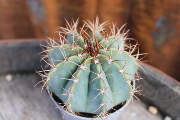 Melocactus azureus