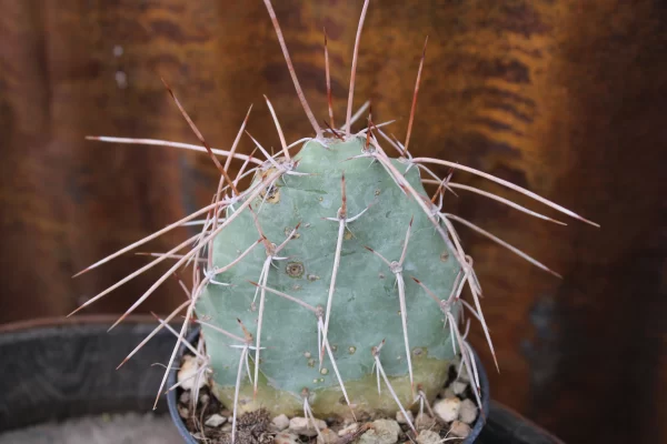 Opuntia sulphurea - immagine 2