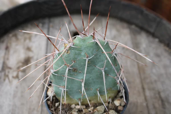 Opuntia sulphurea