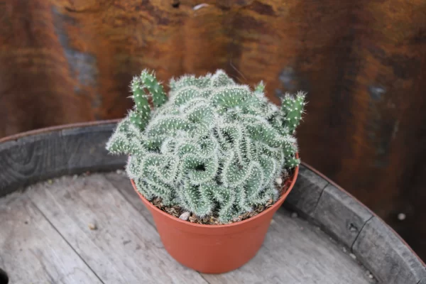 Opuntia tuna crestata - immagine 2