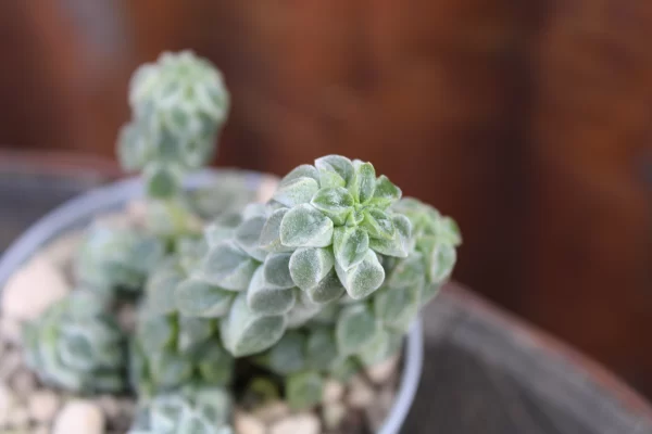 Peperomia columella - immagine 2