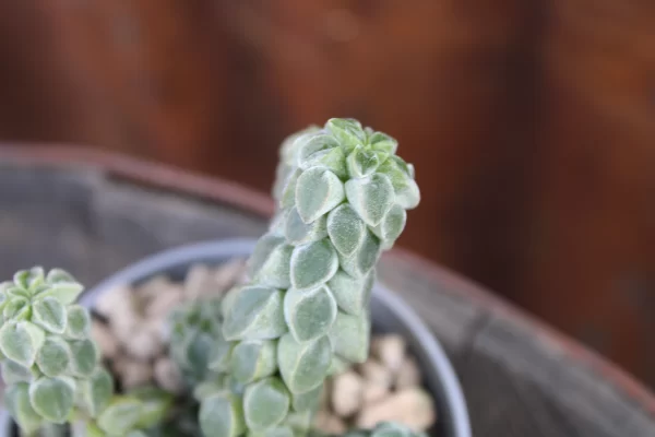 Peperomia columella - immagine 3