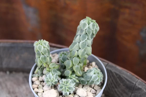 Peperomia columella