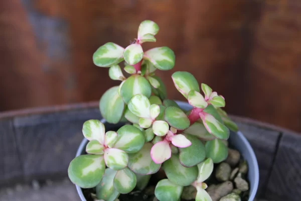 Portulacaria afra mediopicta - immagine 2