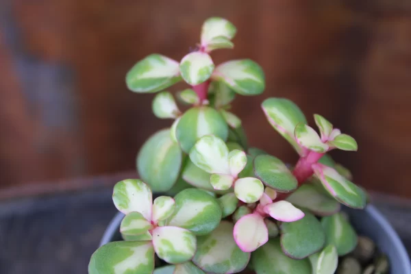 Portulacaria afra mediopicta
