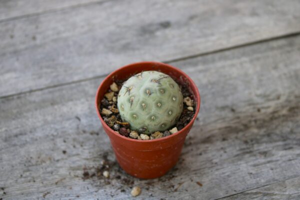 Tephrocactus geometricus