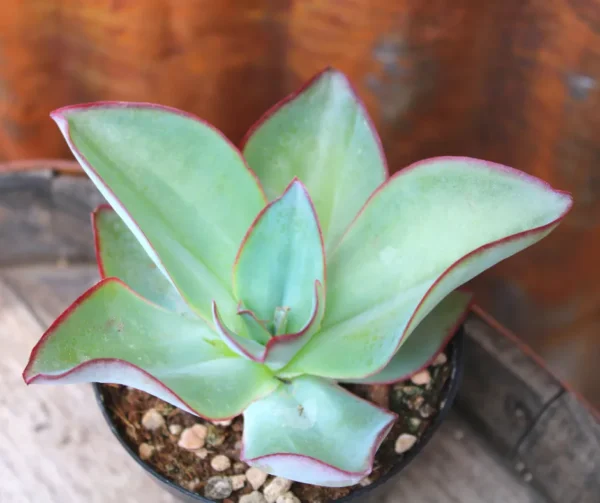 Echeveria subrigida