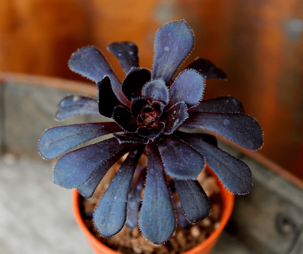 Aeonium arboreum var. atropurpureum 'Zwartkop'