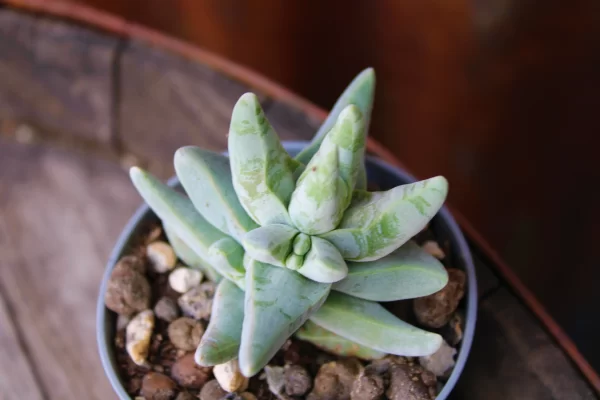 Crassula cornuta - immagine 2