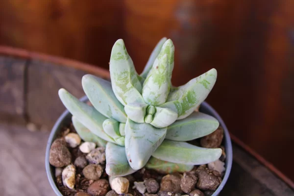 Crassula cornuta