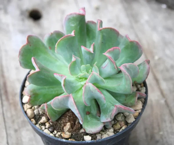 Echeveria runyonii 'Topsy Turvy' - immagine 2