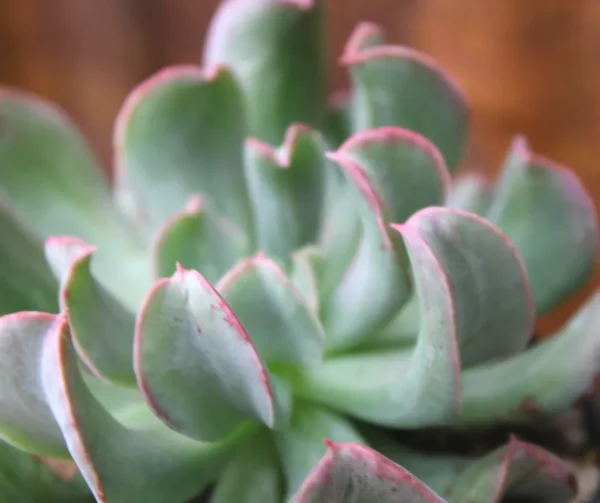 Echeveria runyonii 'Topsy Turvy'