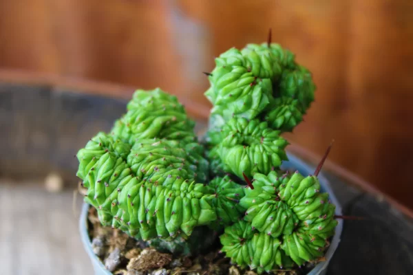 Euphorbia 'Green Elf' crestata