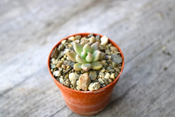 Graptoveria 'Melody'
