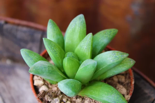 Haworthia turgida
