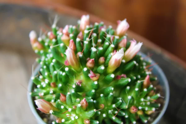 Mammillaria painteri