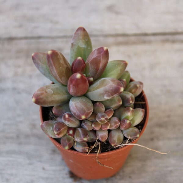 Pachyphytum compactum
