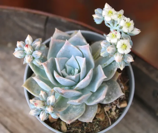 Sedum suaveolens - immagine 2