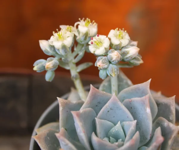 Sedum suaveolens