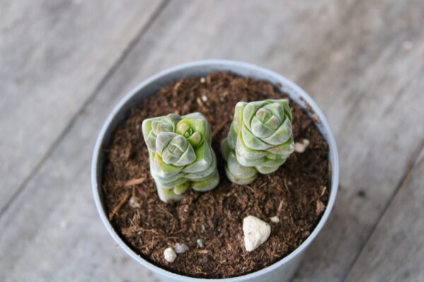 Crassula columella - immagine 2