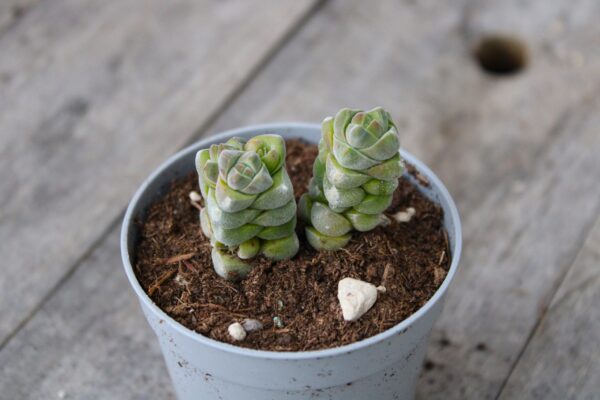 Crassula columella