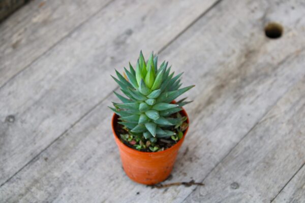 Haworthiopsis glauca - immagine 2