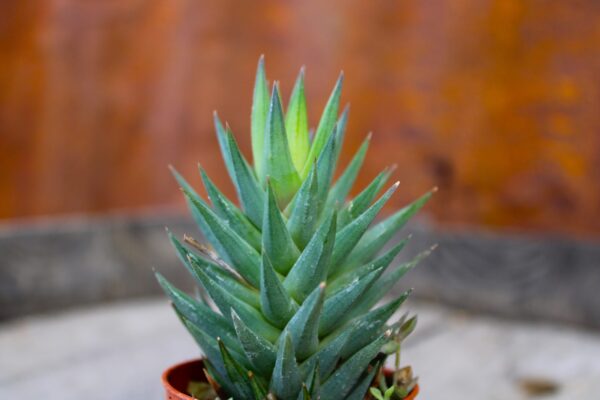 Haworthiopsis glauca
