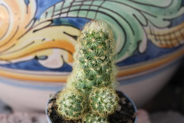 Mammillaria elongata lemon