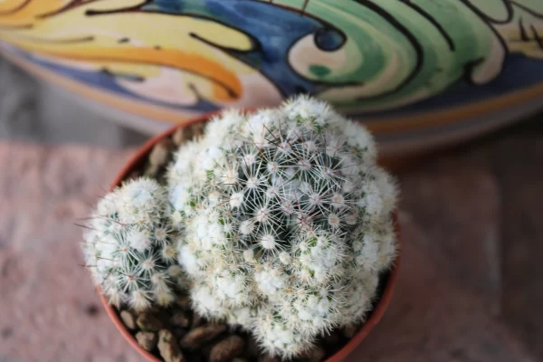 Mammillaria gracilis texensis