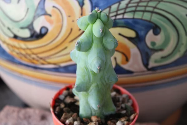 Myrtillocactus geometrizans 'Fukurokuryuzinboku'