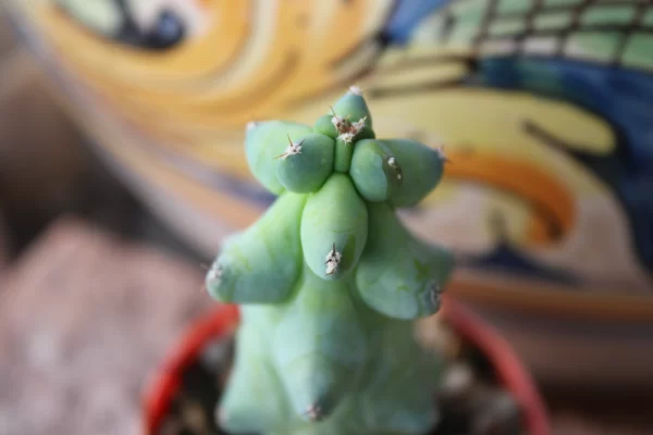 Myrtillocactus geometrizans 'Fukurokuryuzinboku' - immagine 2