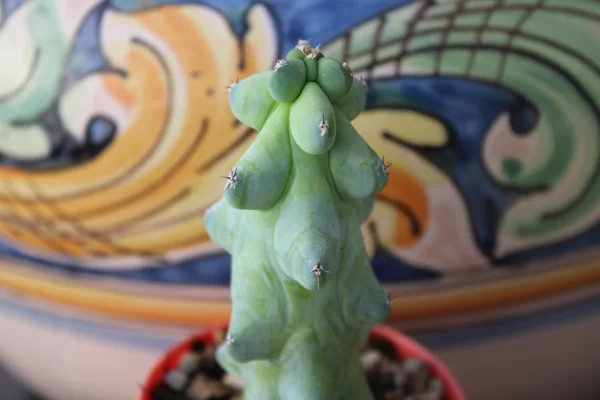 Myrtillocactus geometrizans 'Fukurokuryuzinboku' - immagine 3