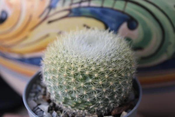 Notocactus haselbergii - immagine 2