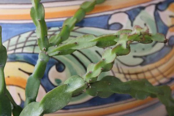 Rhipsalis paradoxa