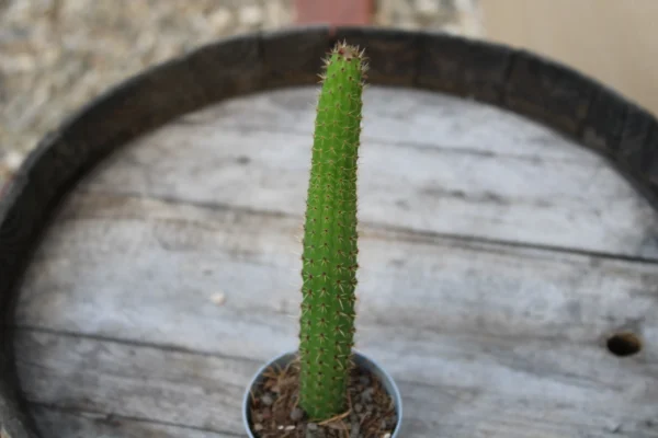 Cleistocactus baumannii - immagine 2