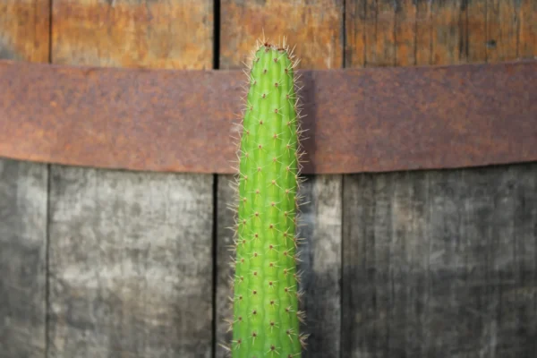 Cleistocactus baumannii