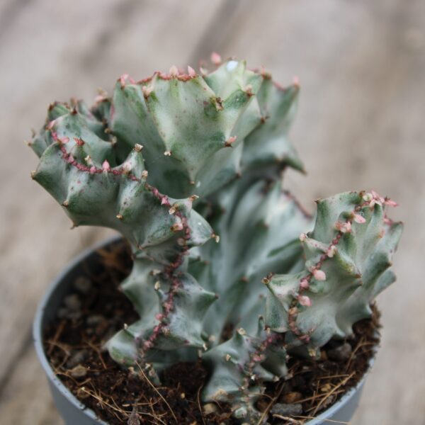Euphorbia lactea 'White Ghost' crestata