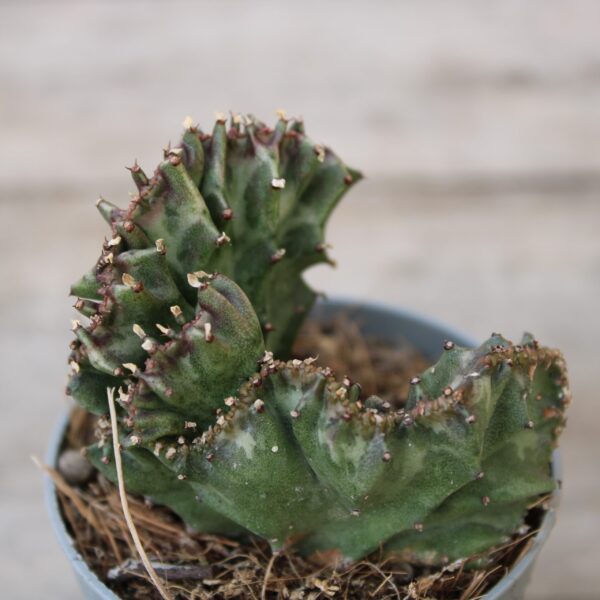 Euphorbia lactea 'Crestata'