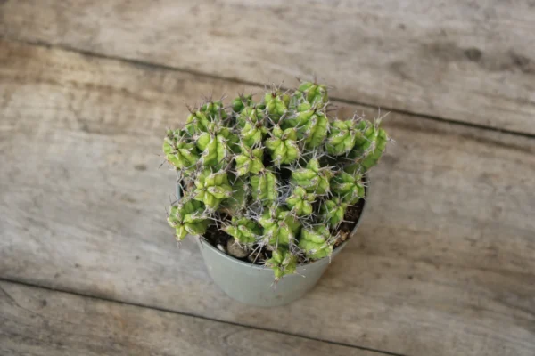 Euphorbia mitriformis - immagine 2