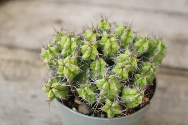 Euphorbia mitriformis