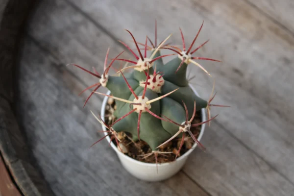 Ferocactus emoryi - immagine 2
