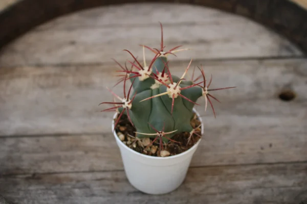 Ferocactus emoryi - immagine 3