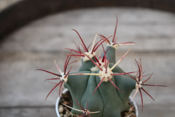 Ferocactus emoryi