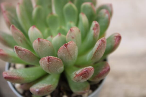Graptoveria 'Bashful'..5. - immagine 2