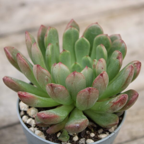 Graptoveria 'Bashful'..5.